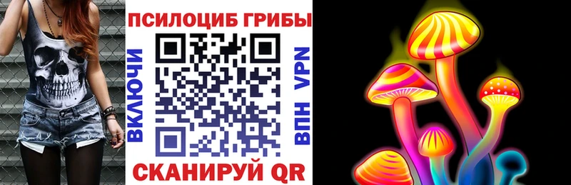 Купить где  Ельня  Псилоцибиновые грибы Psilocybe 